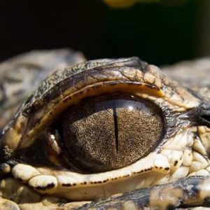 ALLIGATOR EYES