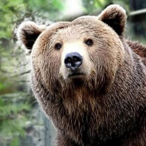 BEAR EYES
