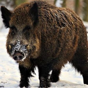 BOAR EYES