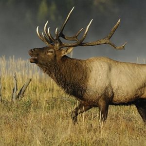 ELK EYES