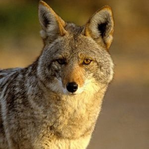 COYOTE EYES
