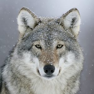 WOLF EYES