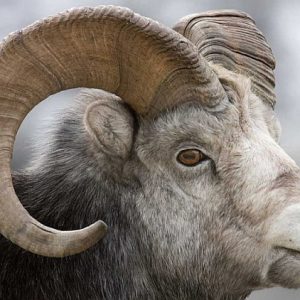 SHEEP EYES