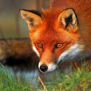 FOX EYES