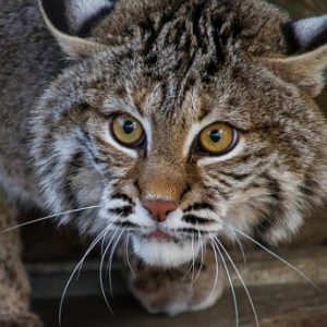 BOBCAT EYES
