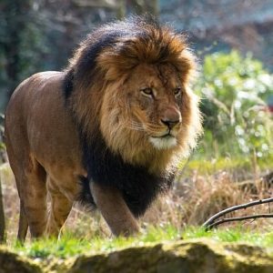 AFRICAN LION EYES