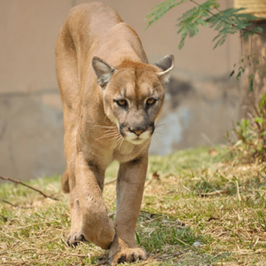 COUGAR EYES