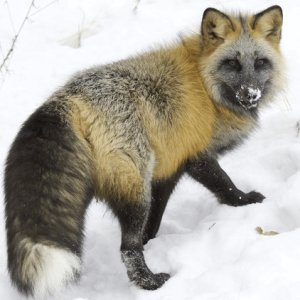 CROSS FOX EYES