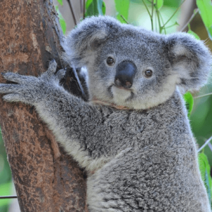 KOALA EYES