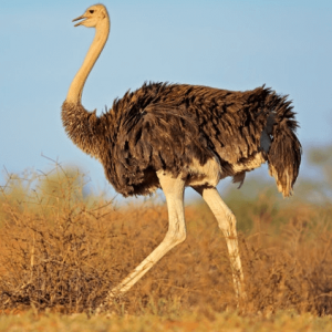 OSTRICH EYES
