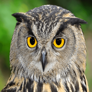 OWL EYES