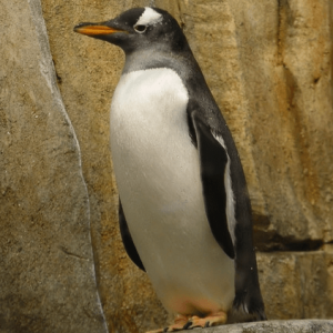 PENGUIN EYES