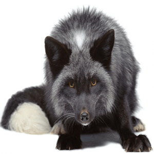 SILVER FOX EYES