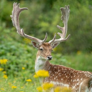Fallow Deer