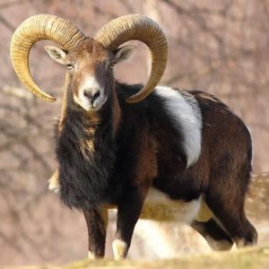 MOUFLON EYES